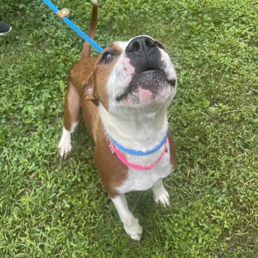 Rebel, Adoptable, Adult Female Mixed Breed.
