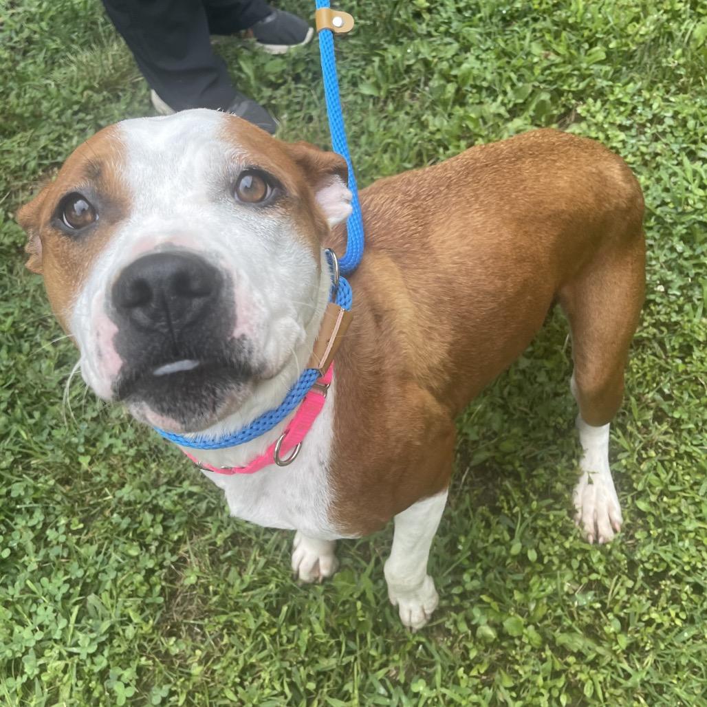 Enlarge Rebel, a Adoptable Mixed Breed in Saint Charles, MO image 2/6
