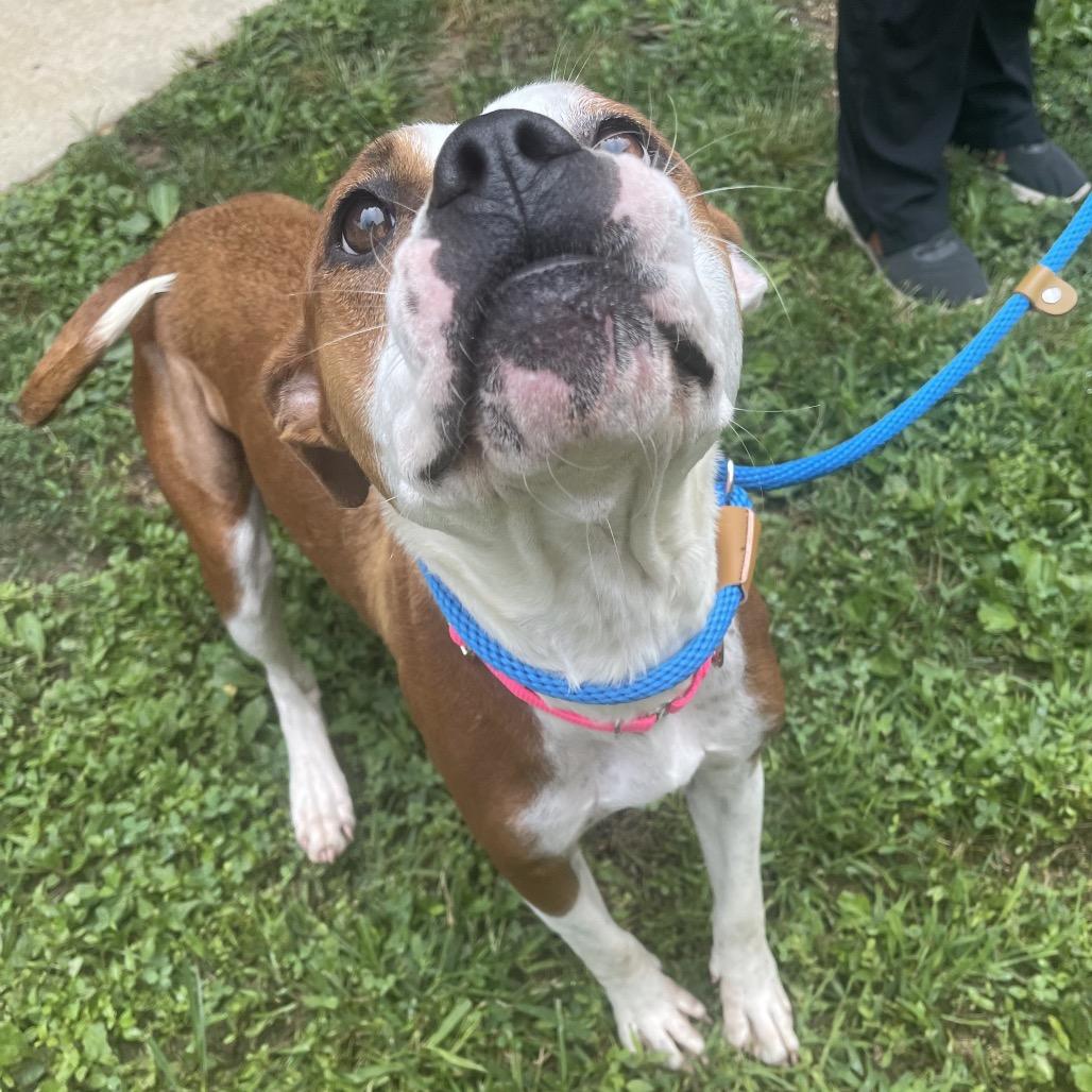 Enlarge Rebel, a Adoptable Mixed Breed in Saint Charles, MO image 3/6