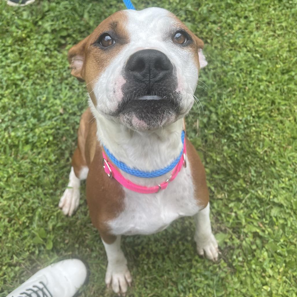 Enlarge Rebel, a Adoptable Mixed Breed in Saint Charles, MO image 4/6