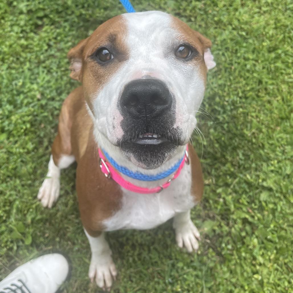 Enlarge Rebel, a Adoptable Mixed Breed in Saint Charles, MO image 5/6