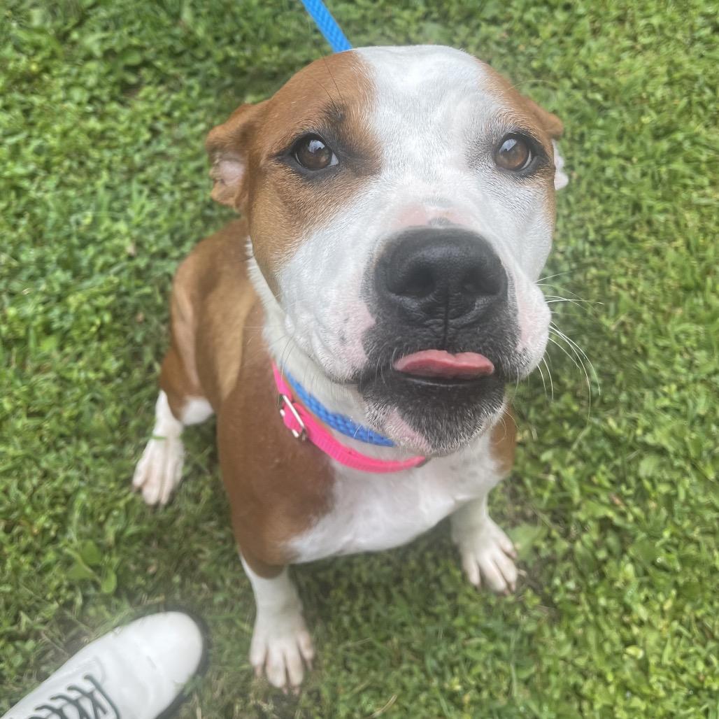 Enlarge Rebel, a Adoptable Mixed Breed in Saint Charles, MO image 6/6