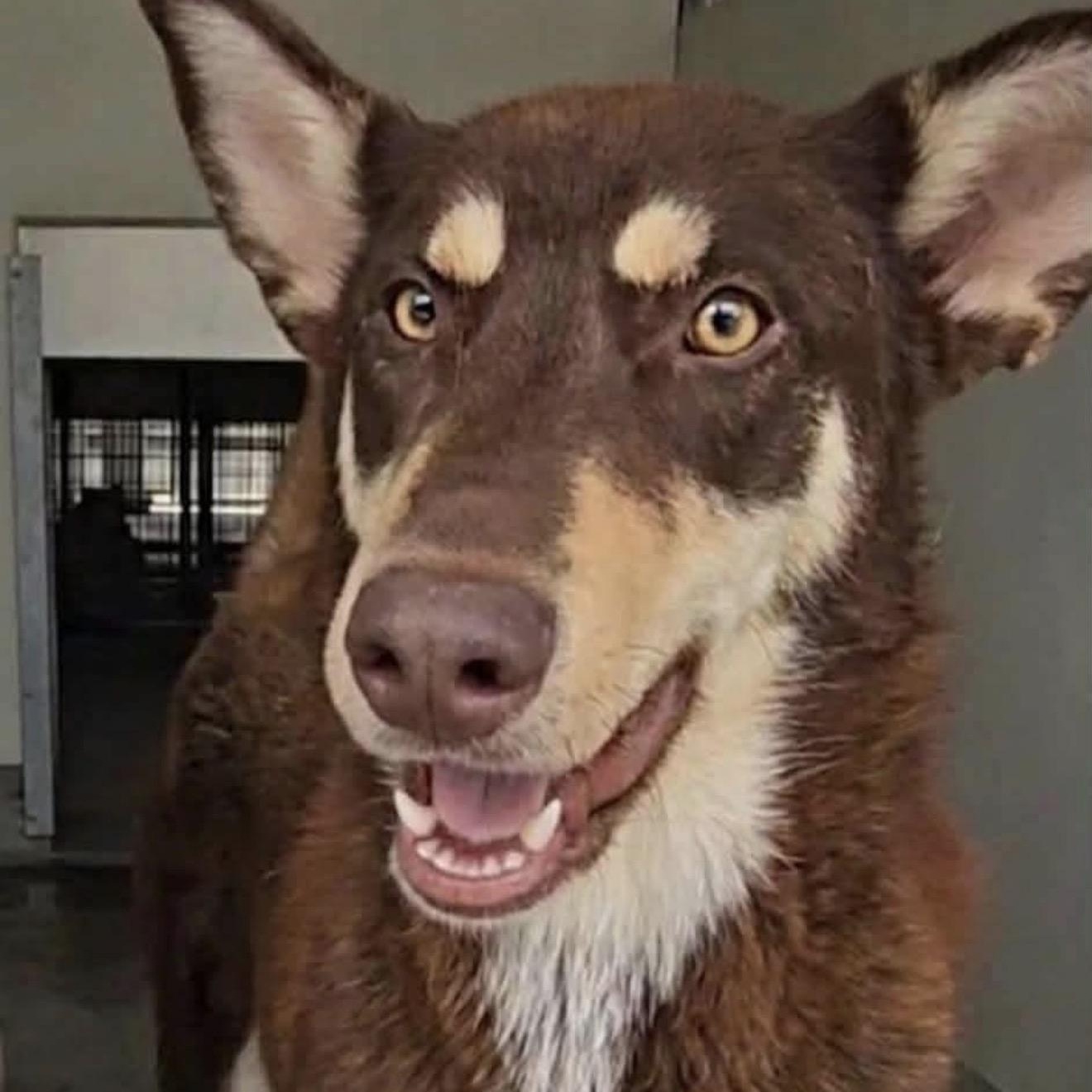 Daisy, ADOPTABLE, Young Female Siberian Husky & Australian Kelpie.