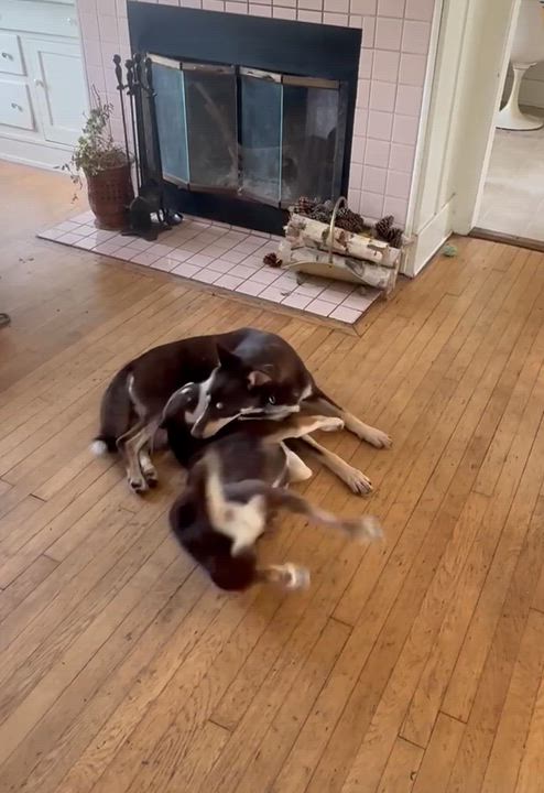 Enlarge Daisy, a ADOPTABLE mixed breed in Acton, CA video 3/3