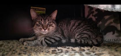 Enlarge Porkchop, a Adoptable Domestic Short Hair in Shawano, WI image 2/2