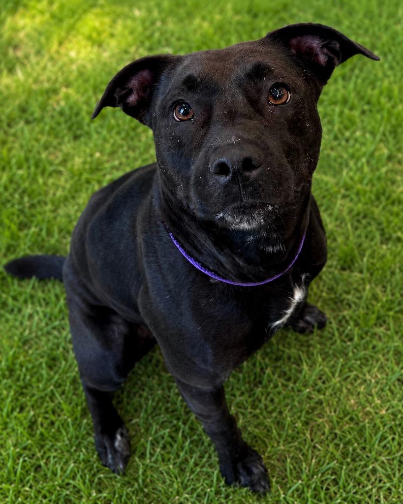 Moxie, Adoptable, Young Female Labrador Retriever.