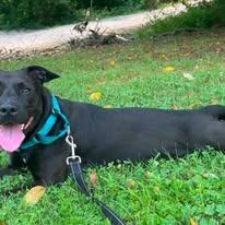 Enlarge Moxie, a Adoptable Labrador Retriever in East Ridge, TN image 3/6