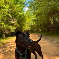 Enlarge Moxie, a Adoptable Labrador Retriever in East Ridge, TN image 4/6