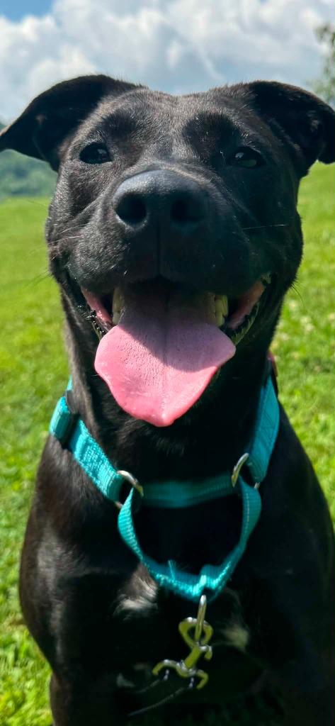 Enlarge Moxie, a Adoptable Labrador Retriever in East Ridge, TN image 5/6