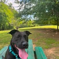 Enlarge Moxie, a Adoptable Labrador Retriever in East Ridge, TN image 6/6