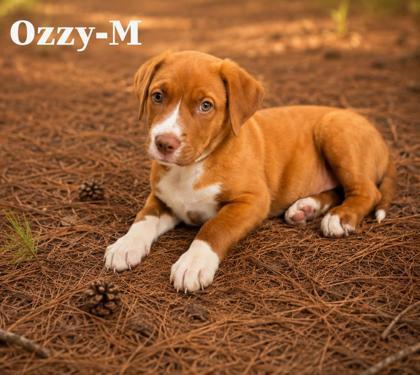 Ozzy, Adoptable, Puppy Male Labrador Retriever & Mixed Breed.