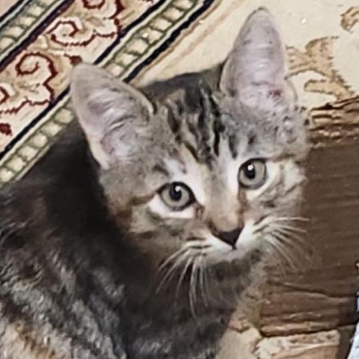 Dora, Adoptable, Kitten Female Domestic Short Hair.