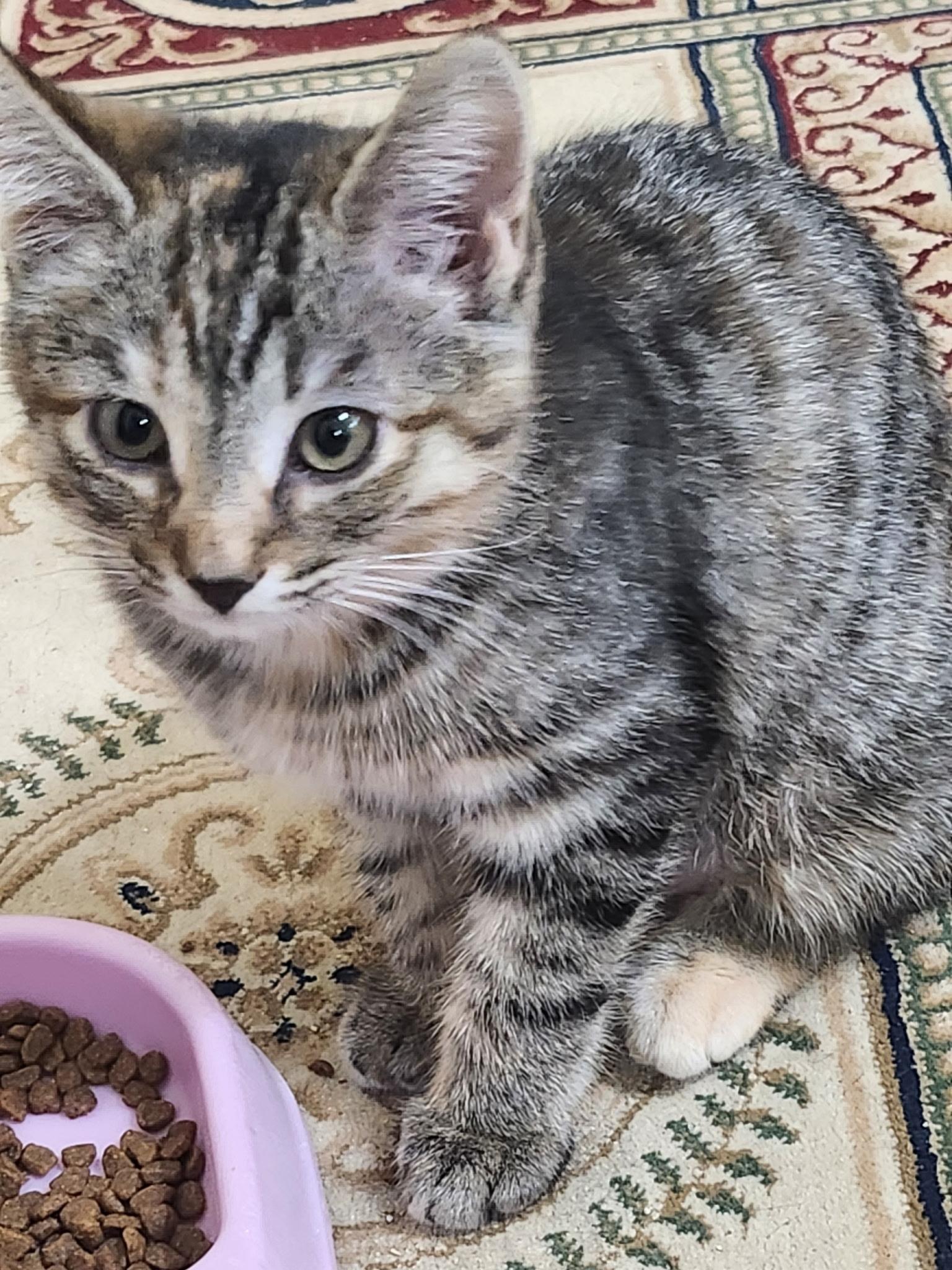 Enlarge Dora, a Adoptable Domestic Short Hair in Niantic, CT image 2/3