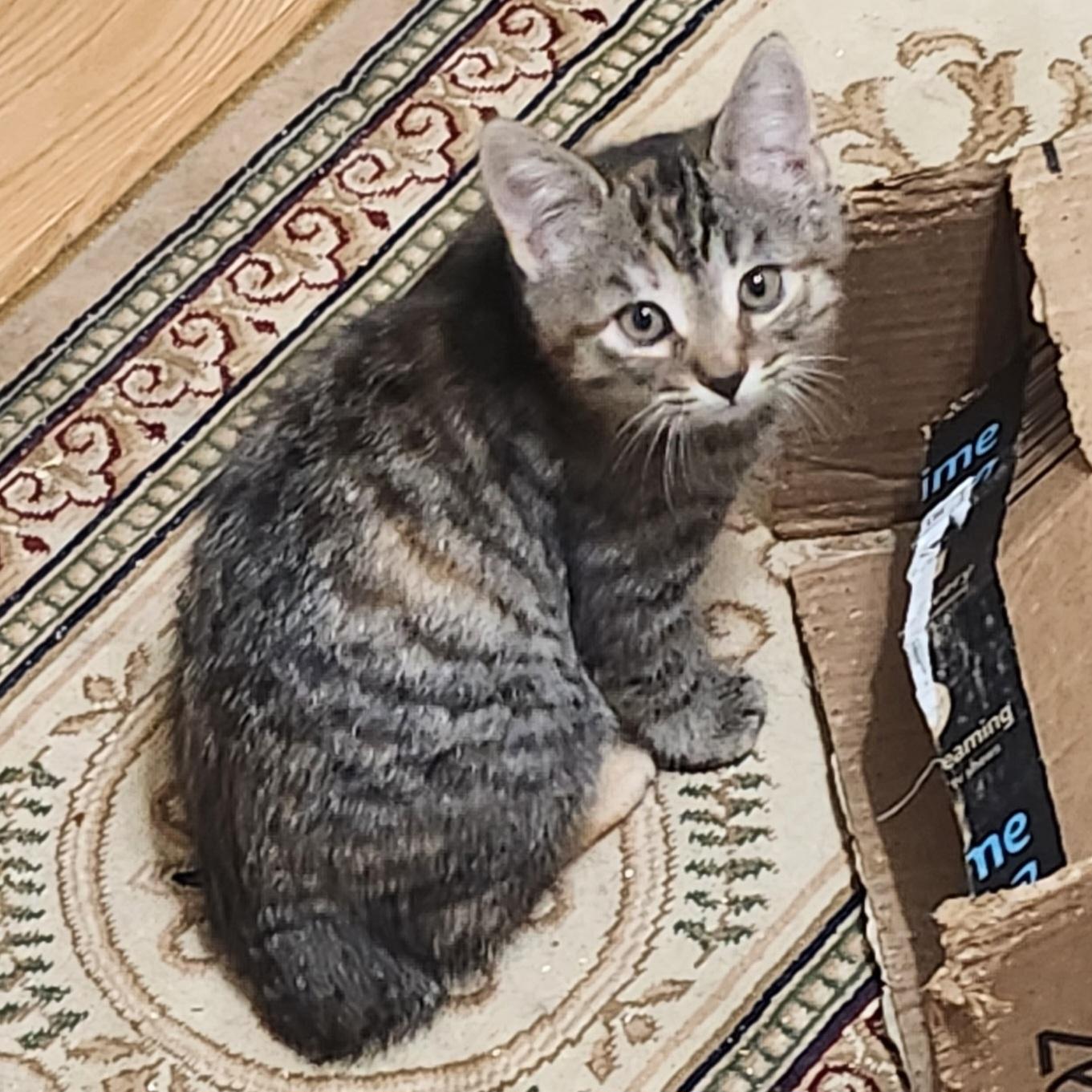 Enlarge Dora, a Adoptable Domestic Short Hair in Niantic, CT image 3/3