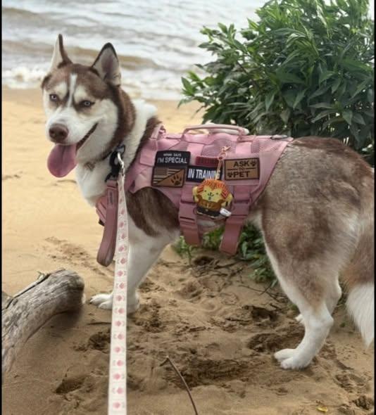 Haley, ADOPTABLE, Young Female Husky.