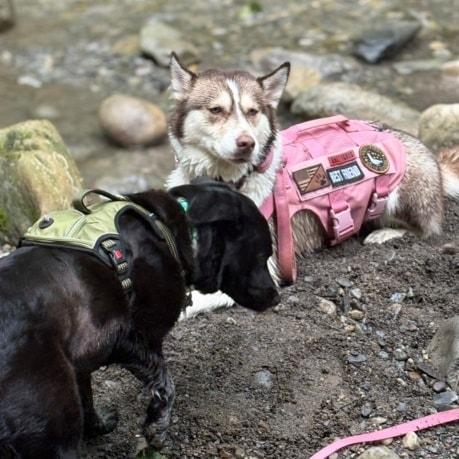 Haley, a ADOPTABLE Husky in Egg Harbor City, NJ image 2/3