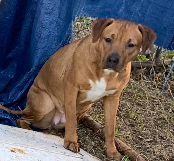 Scarlett, ADOPTABLE, Young Female Rhodesian Ridgeback & Bulldog.