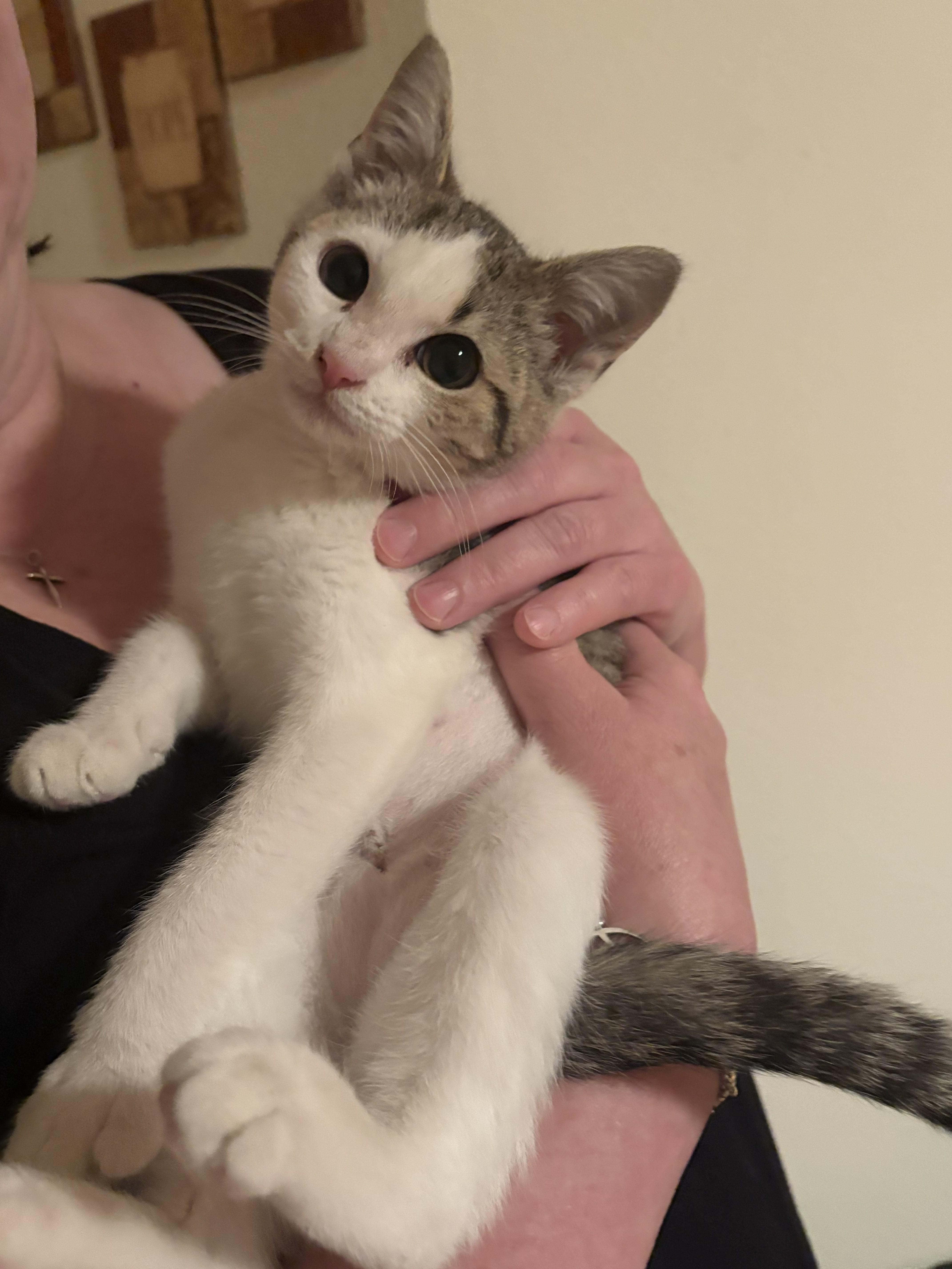 Enlarge Rainy, an adopted Domestic Short Hair in Schertz, TX image 2/2