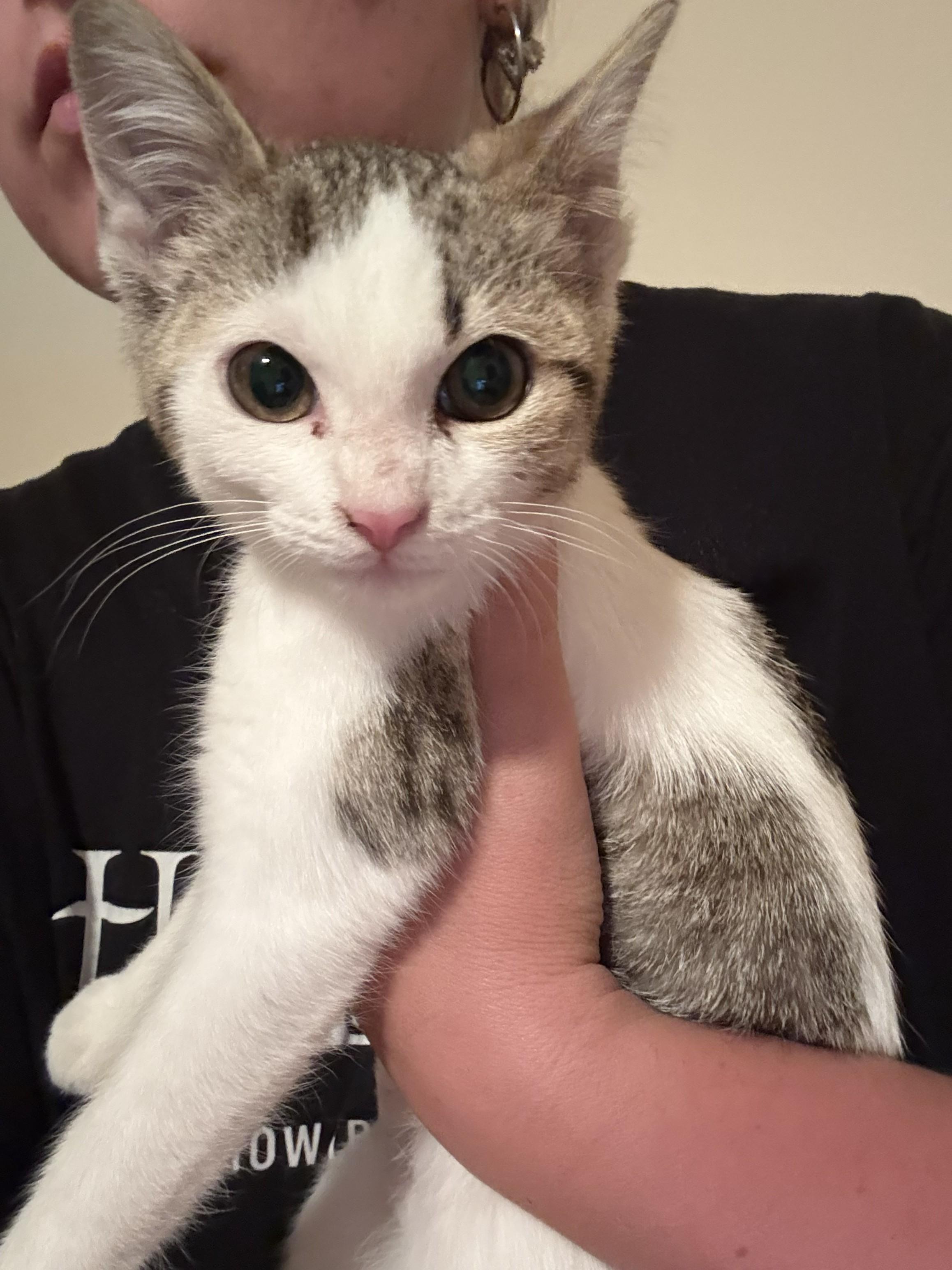 Enlarge Rainy, an adopted Domestic Short Hair in Schertz, TX image 1/2