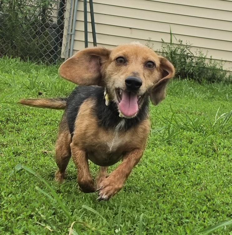 Enlarge Cain & Clue Bonded 12 & 10 lbs, a ADOPTABLE mixed breed in Terre Haute, IN image 6/6