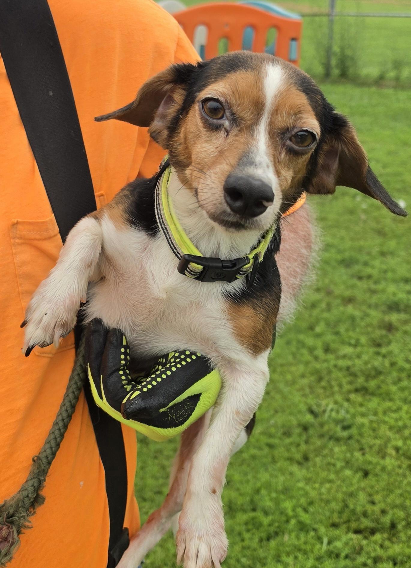 Enlarge Cain & Clue Bonded 12 & 10 lbs, a ADOPTABLE mixed breed in Terre Haute, IN image 3/6