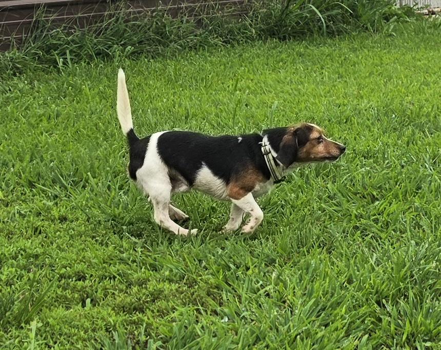 Enlarge Cain & Clue Bonded 12 & 10 lbs, a ADOPTABLE mixed breed in Terre Haute, IN image 5/6
