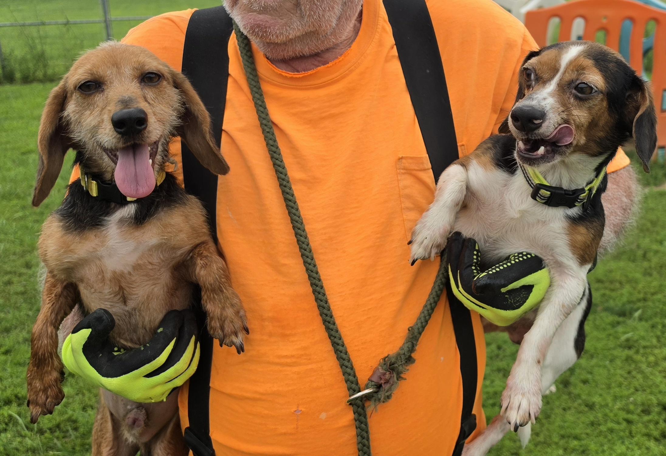 Cain & Clue Bonded 12 & 10 lbs, ADOPTABLE, Adult Male Beagle.
