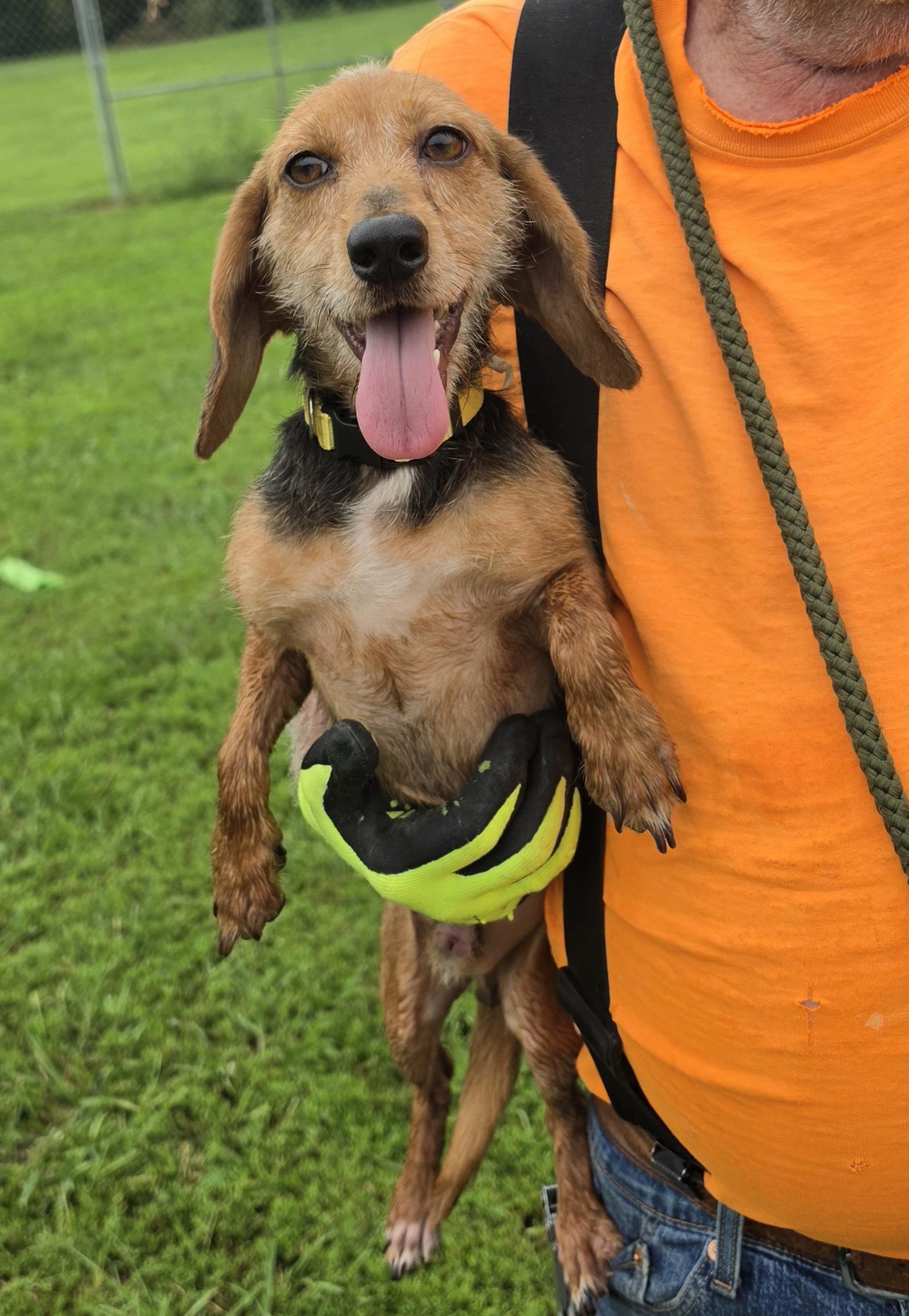 Enlarge Cain & Clue Bonded 12 & 10 lbs, a ADOPTABLE mixed breed in Terre Haute, IN image 4/6