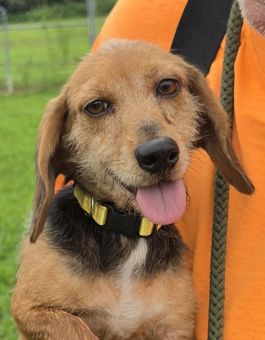 Enlarge Cain & Clue Bonded 12 & 10 lbs, a ADOPTABLE mixed breed in Terre Haute, IN image 2/6