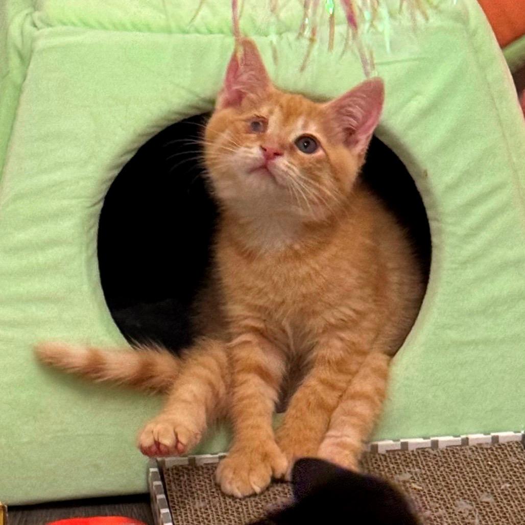 Terry, Adoptable, Kitten Male Domestic Short Hair.