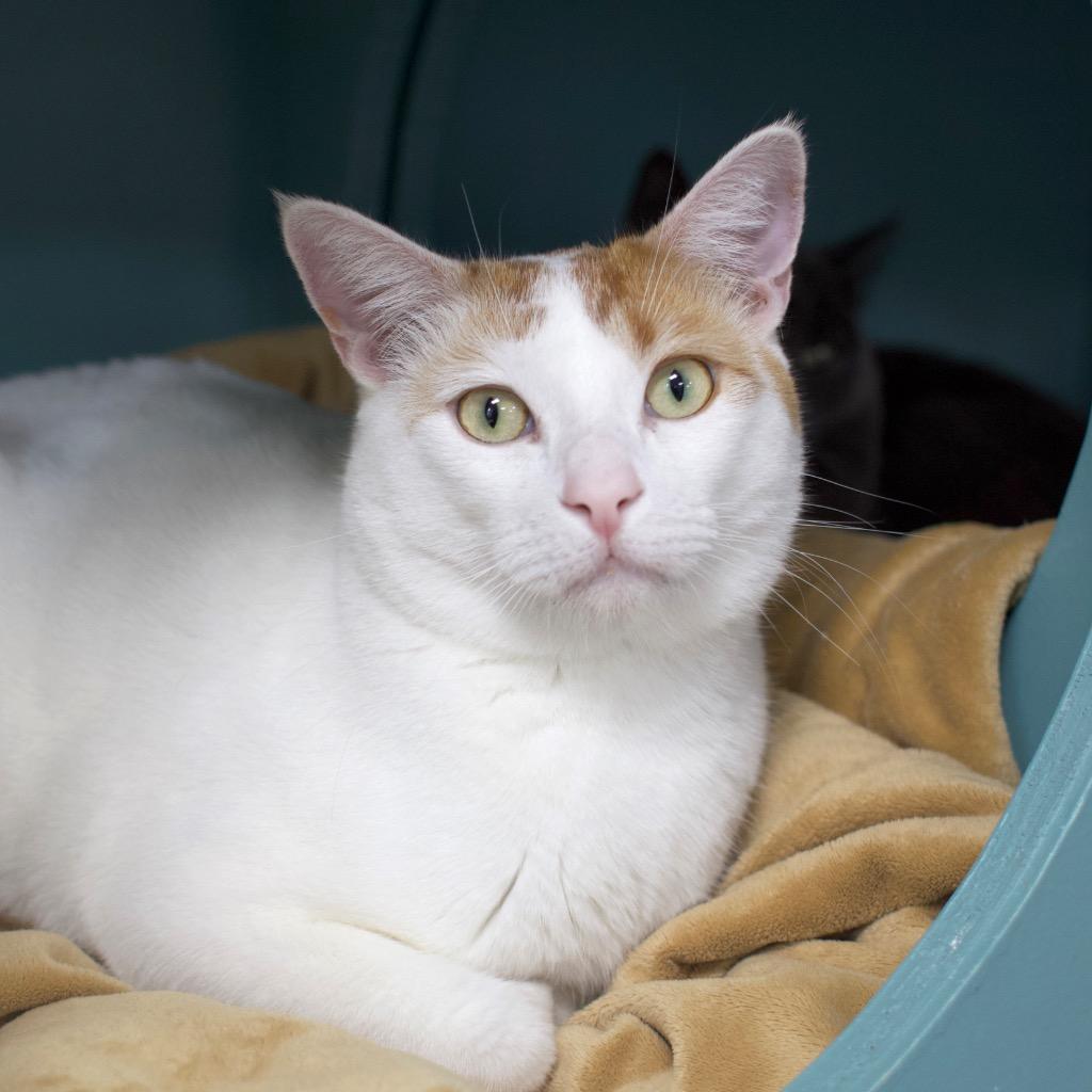 Boba Fett, Adoptable, Adult Male Domestic Short Hair.