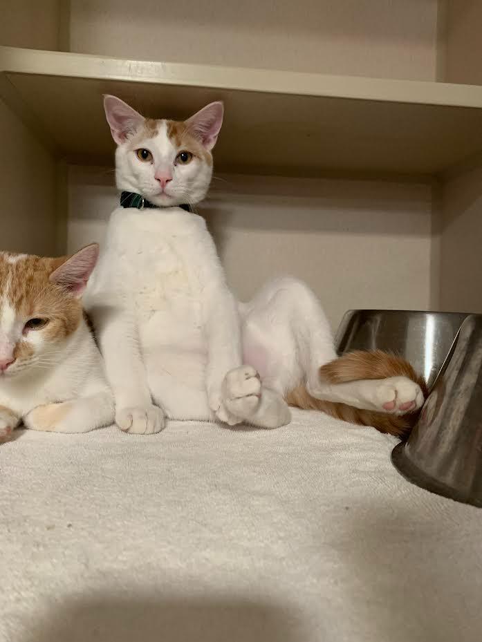 Enlarge Boba Fett, a Adoptable mixed breed in Los Angeles, CA image 2/6