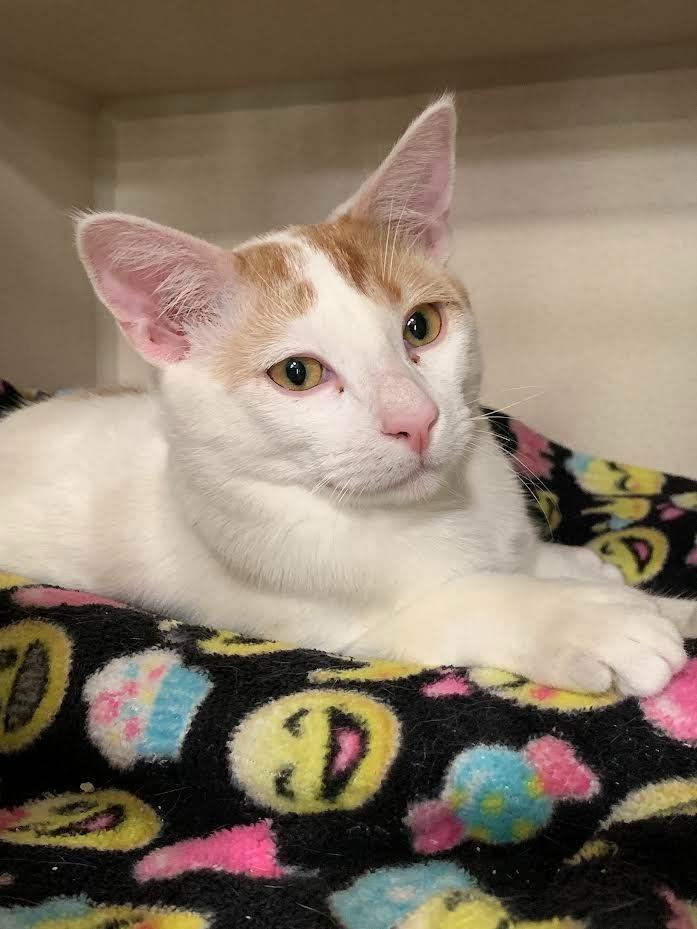 Boba Fett, Adoptable, Adult Male Domestic Short Hair.