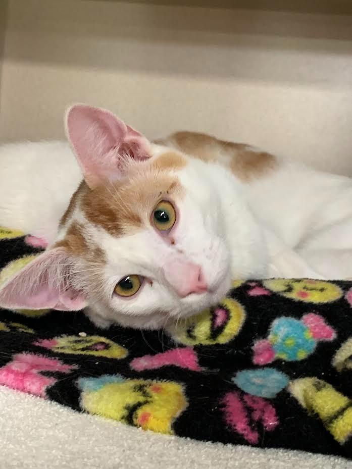 Boba Fett, a Adoptable mixed breed in Los Angeles, CA image 2/6