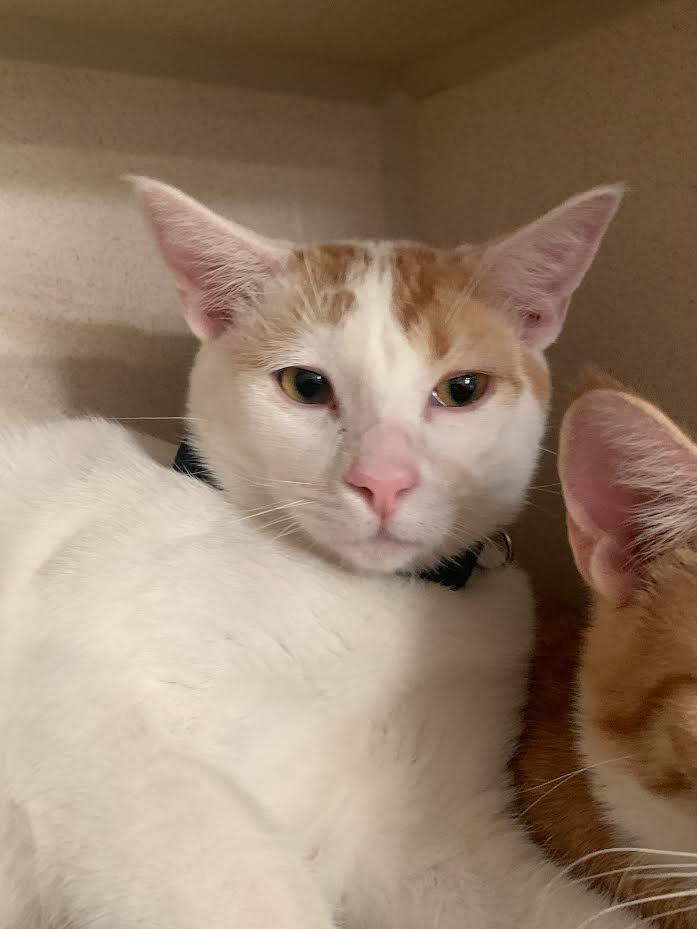 Boba Fett, a Adoptable mixed breed in Los Angeles, CA image 3/6