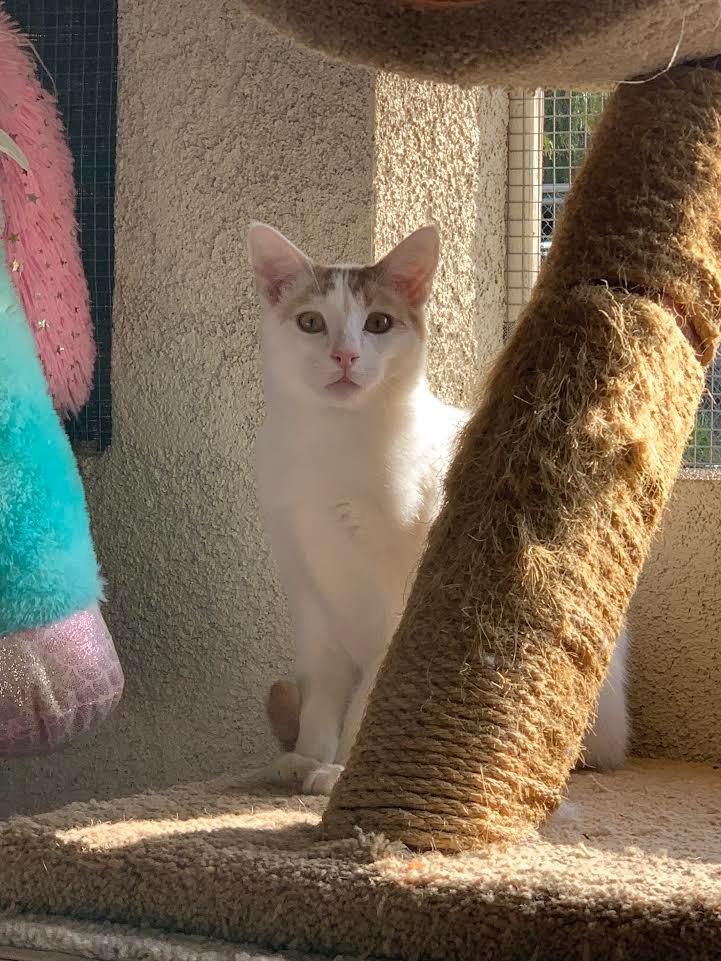 Boba Fett, a Adoptable mixed breed in Los Angeles, CA image 4/6