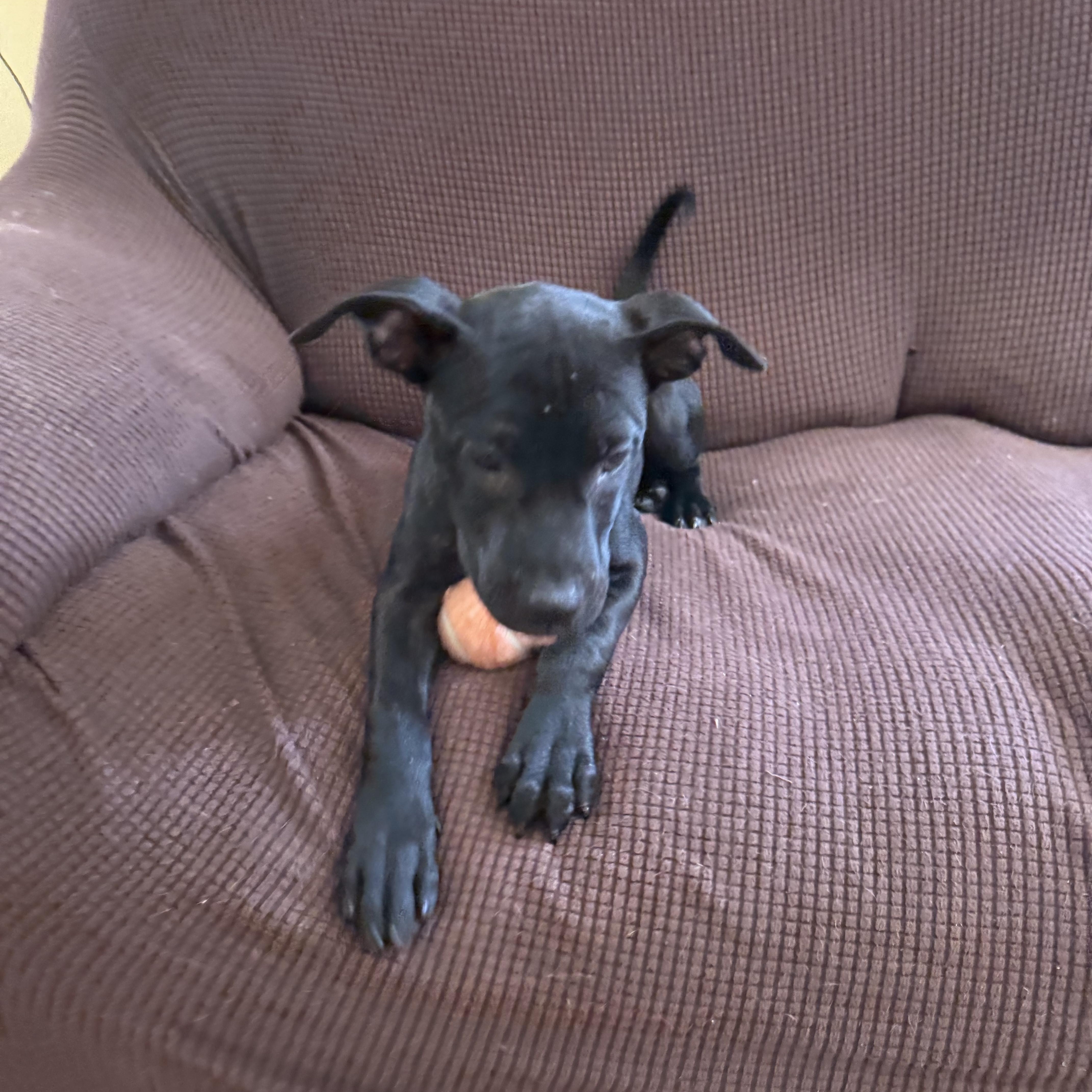 Jim, a Adoptable mixed breed in Palm Bay, FL image 4/5