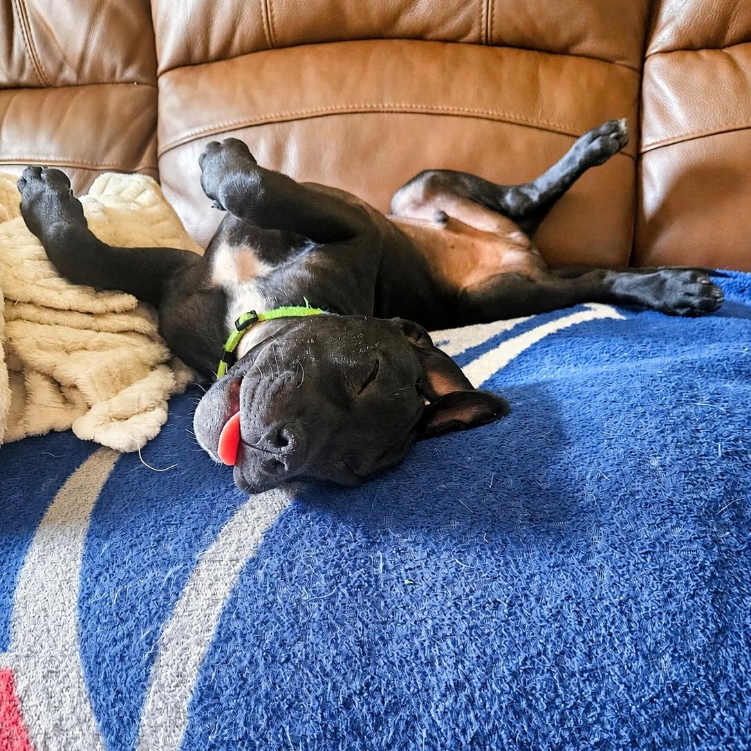 Jim, Adoptable, Puppy Male Hound.