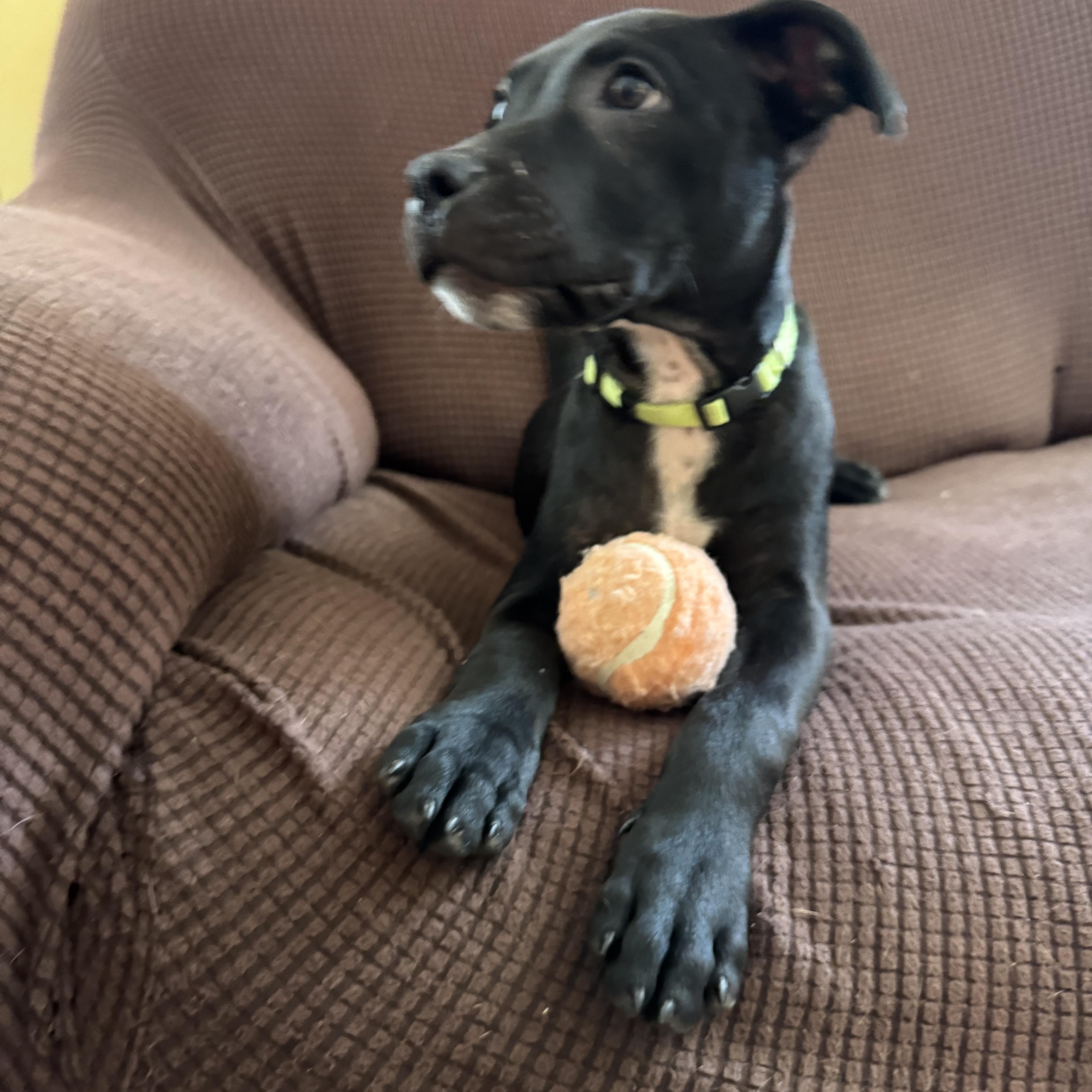 Jim, a Adoptable mixed breed in Palm Bay, FL image 2/5