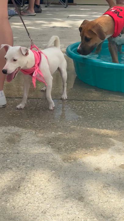 Enlarge Jim, a Adoptable mixed breed in Palm Bay, FL video 3/5