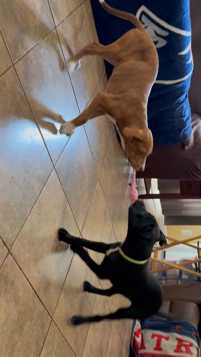 Enlarge Jim, a Adoptable mixed breed in Palm Bay, FL video 5/5