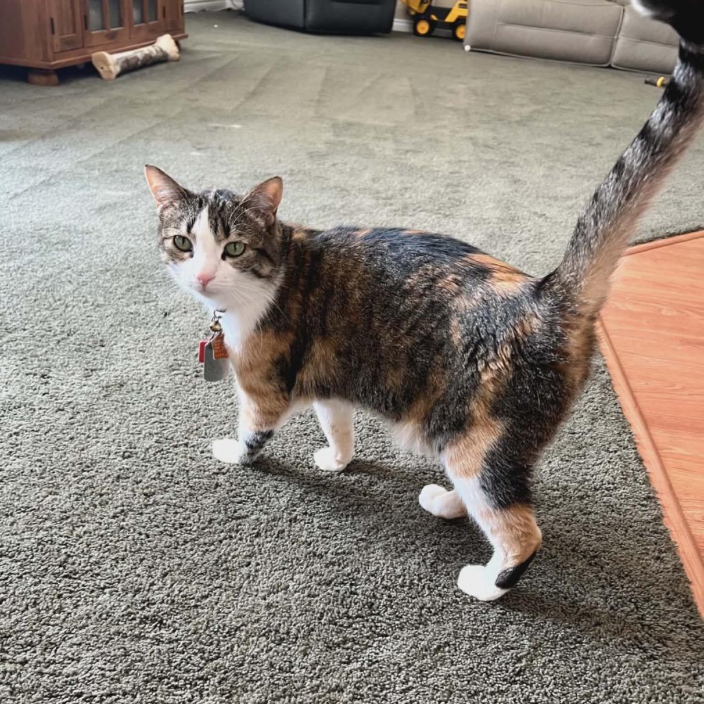 Patches Knight, Adoptable, Senior Female Domestic Short Hair.
