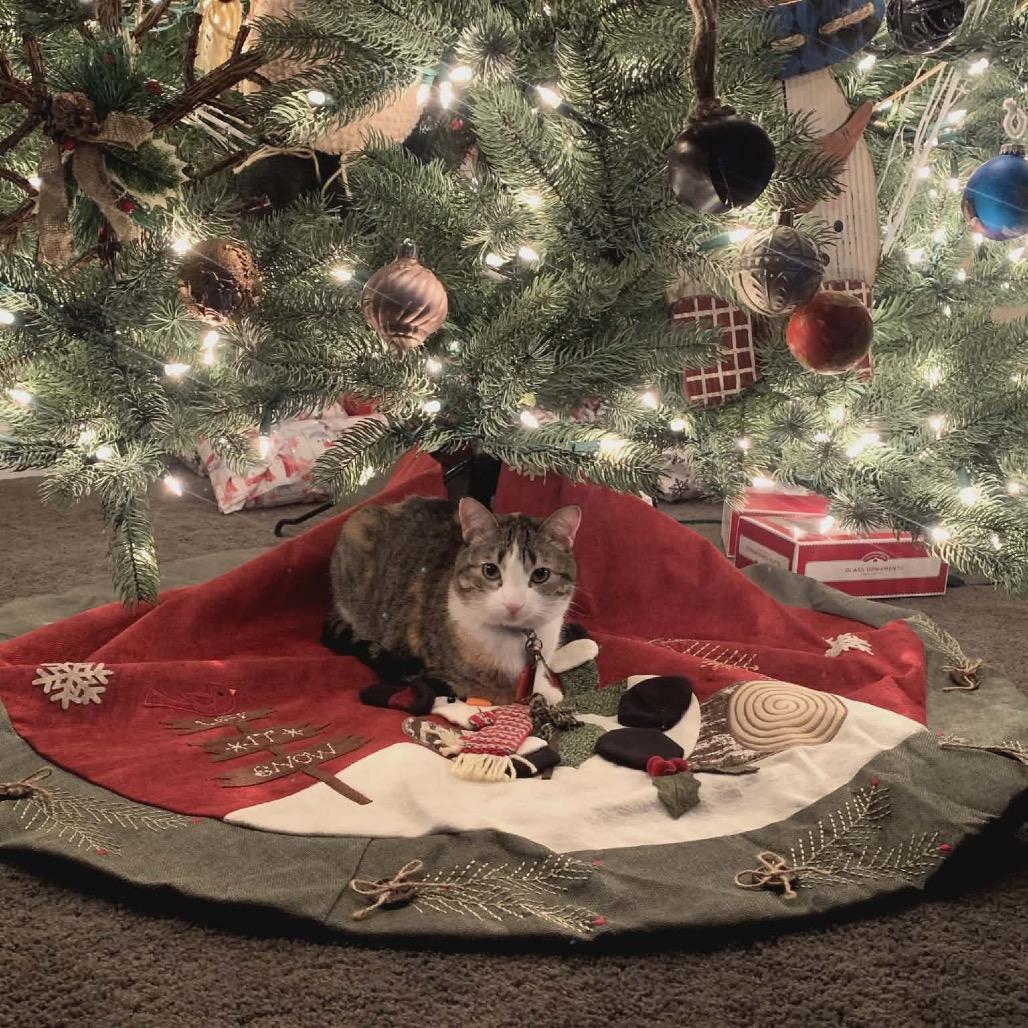 Patches Knight, a Adoptable Domestic Short Hair in Eagle Mountain, UT image 2/4