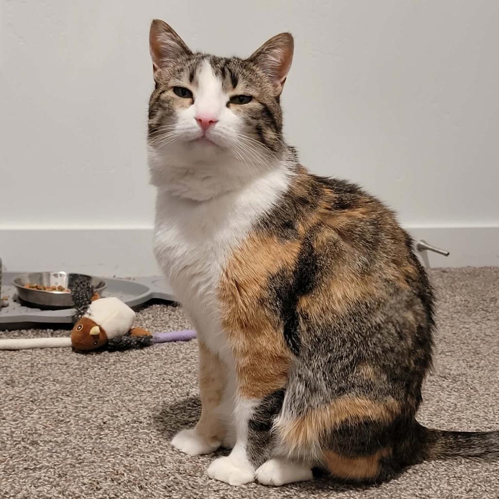 Patches Knight, a Adoptable Domestic Short Hair in Eagle Mountain, UT image 3/4