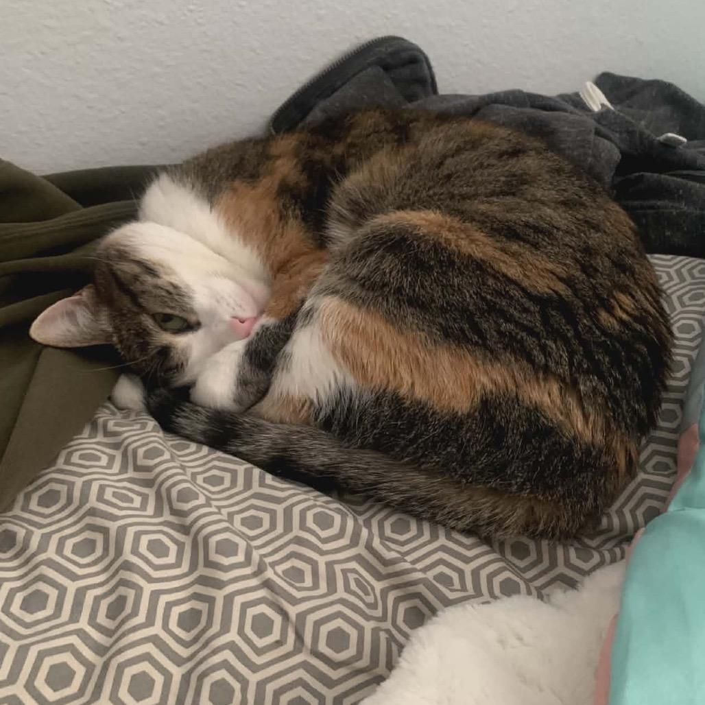Patches Knight, a Adoptable Domestic Short Hair in Eagle Mountain, UT image 4/4
