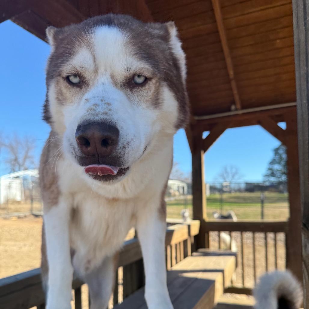 Bobbi, a Adoptable Husky in Eufaula, OK image 2/5
