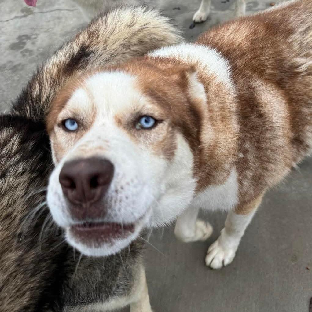 Bobbi, a Adoptable Husky in Eufaula, OK image 3/5