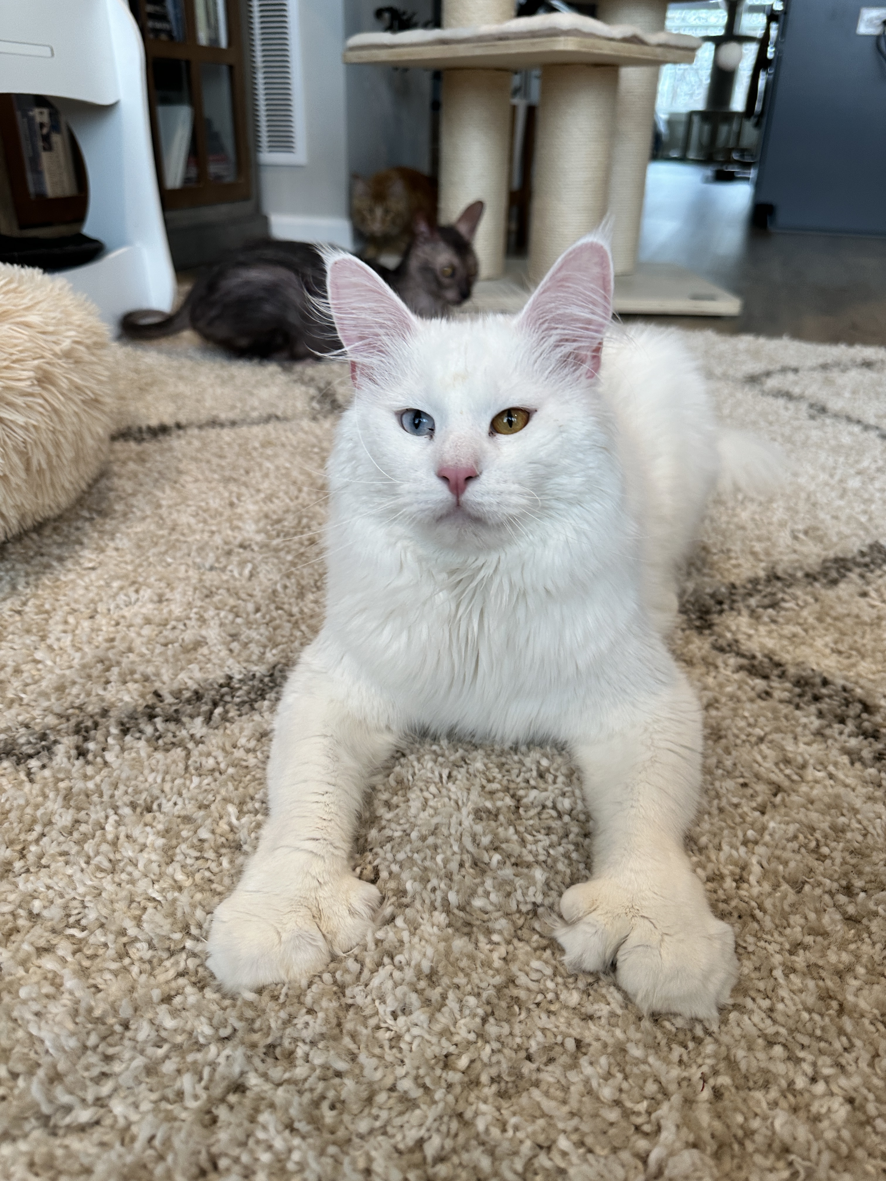 Falcor - Polydactyl Bi-Eye, Adopted, Young Male Maine Coon.