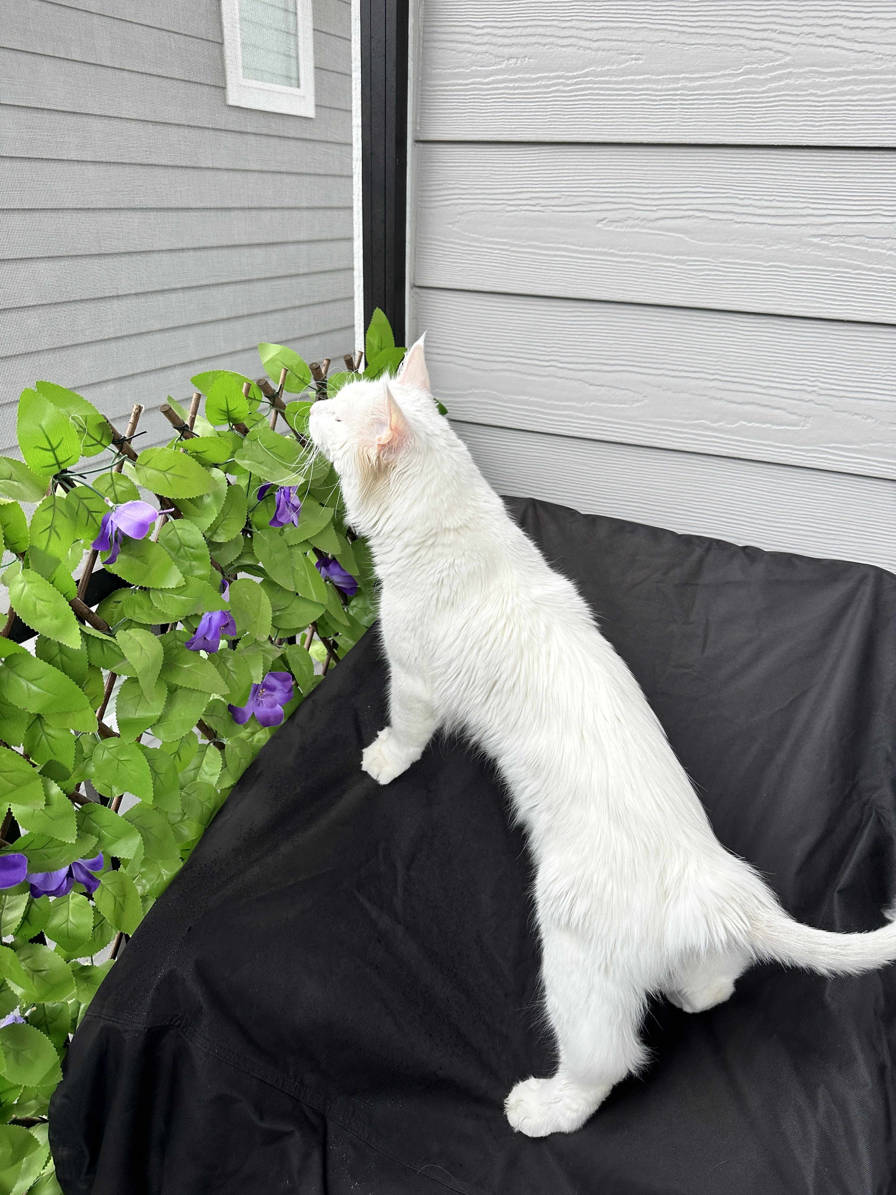 Enlarge Falcor - Polydactyl Bi-Eye, a Adopted Maine Coon in Brooklyn Center, MN image 2/6