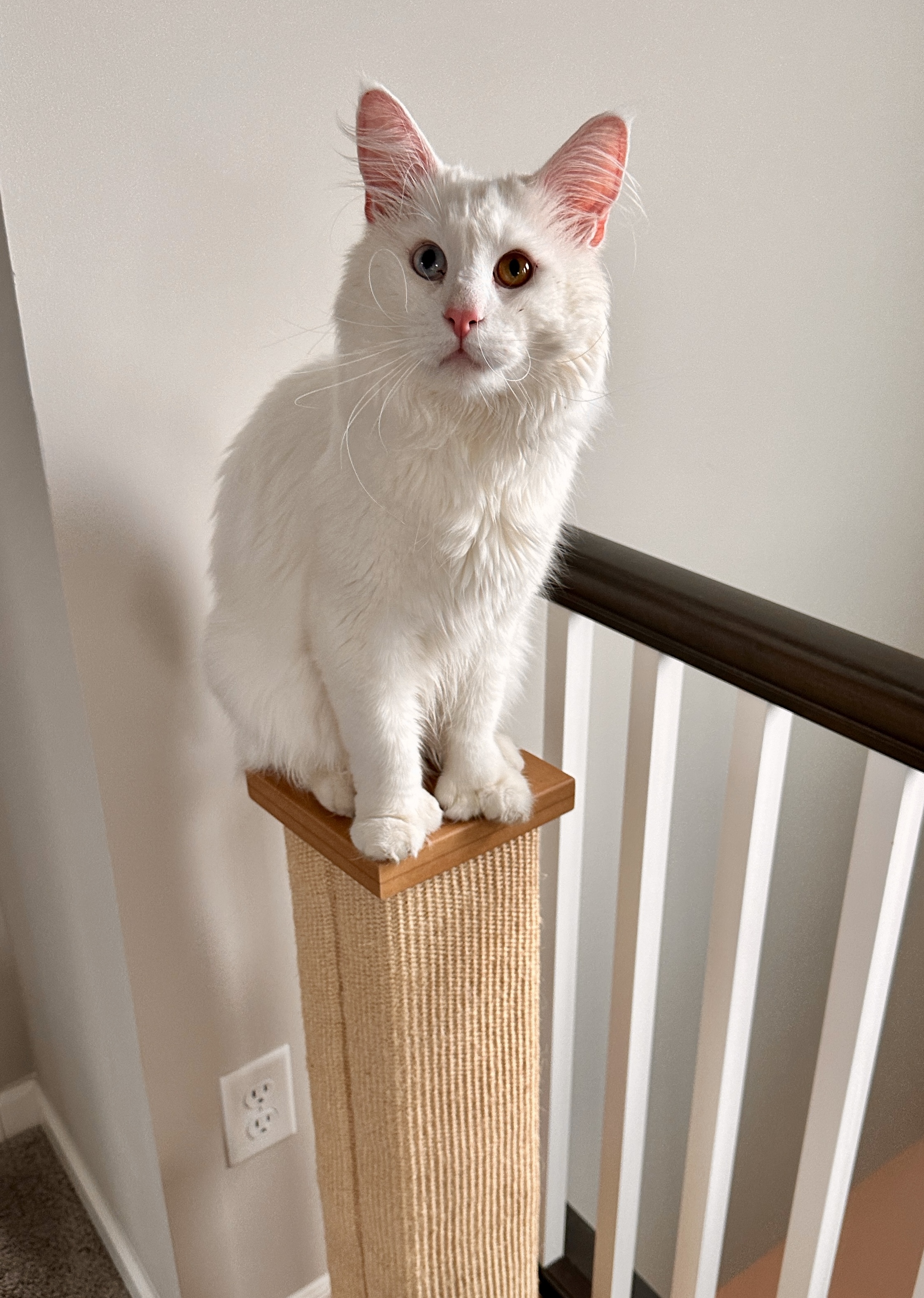 Enlarge Falcor - Polydactyl Bi-Eye, a Adopted Maine Coon in Brooklyn Center, MN image 3/6